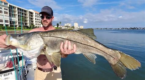 snook fishing florida|Snook Fishing in Florida .